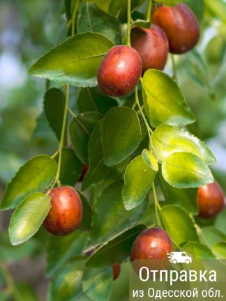 Зизифус, семена, лесосад