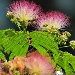 Альбиция, семена, лесосад