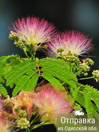 Альбиция, семена, лесосад