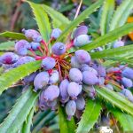 Барбарис Юлиана, семена, лесосад