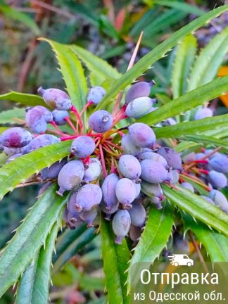 Барбарис Юлиана, семена, лесосад