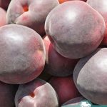 Черный абрикос, саженцы, лесосад