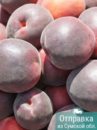 Черный абрикос, саженцы, лесосад