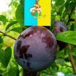 Слива Голуба Кармен, саженцы, лесосад Слива Голуба Кармен, саженцы, лесосад