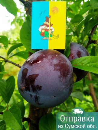 Слива Голуба Кармен, саженцы, лесосад