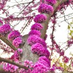 Церцис, семена, лесосад