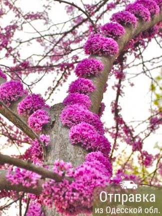 Церцис, семена, лесосад