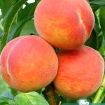 Персик Харнас, саженцы, лесосад