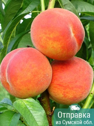 Персик Харнас, саженцы, лесосад