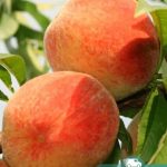 Персик Харнас, саженцы, лесосад