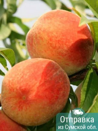 Персик Харнас, саженцы, лесосад