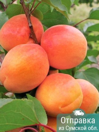 Абрикос Харостар, саженцы, лесосад