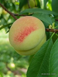 Персик Хасанский, ранний