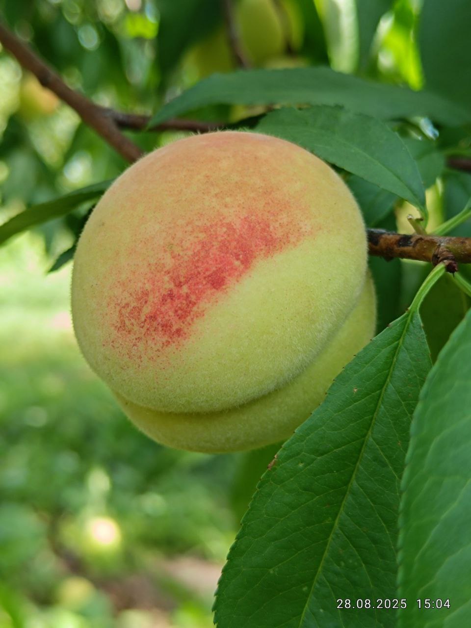 Персик Хасанский, ранний Персик Хасанский, ранний