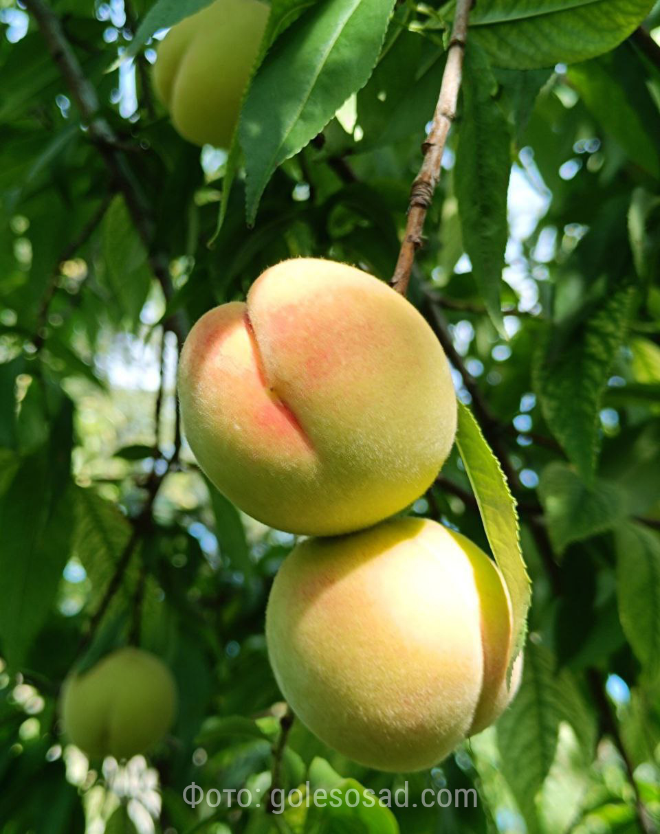 Персик Хасанский, ранний Персик Хасанский, ранний