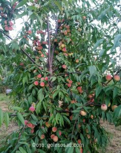 Персик Хасанский, ранний