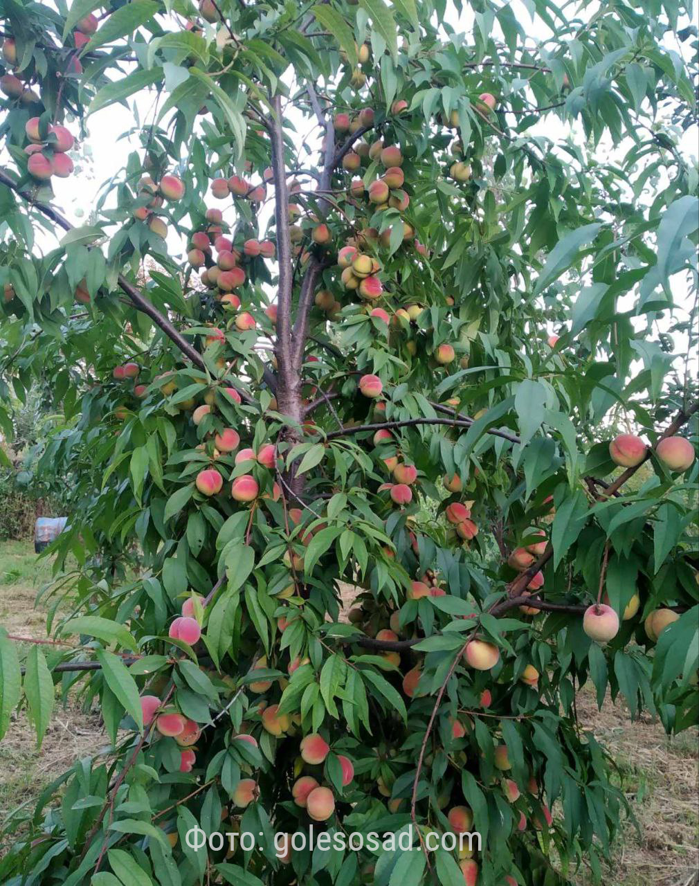 Персик Хасанский, ранний Персик Хасанский, ранний