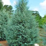 Кипарис аризонский, семена, лесосад