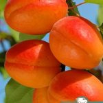 Абрикос Могадор, саженцы, лесосад