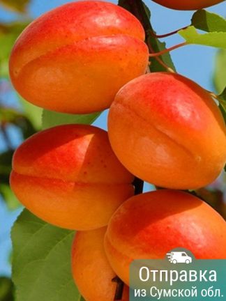 Абрикос Могадор, саженцы, лесосад