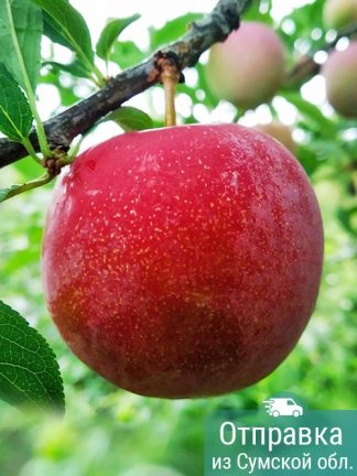 Слива Оцарк Премьер, саженцы, лесосад