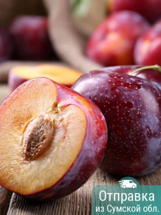 Слива Оцарк, саженцы, лесосад