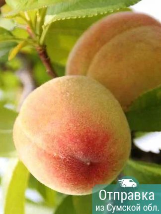 Персик Память Шевченко, саженцы, лесосад
