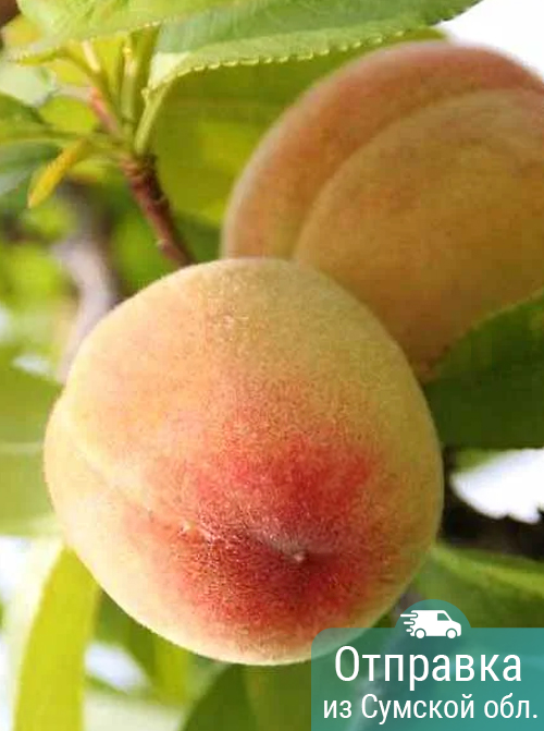 Персик Память Шевченко, саженцы, лесосад Персик Память Шевченко, саженцы, лесосад