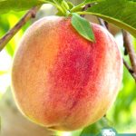 Персик ранний, саженцы, лесосад