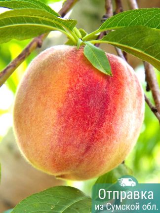 Персик ранний, саженцы, лесосад