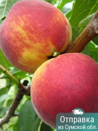 Персик PF-23, саженцы, лесосад