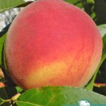 Персик Хасанский Железова, саженцы, лесосад