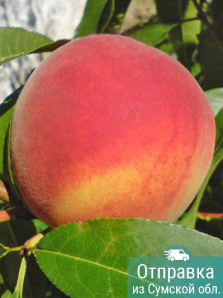 Персик Хасанский Железова, саженцы, лесосад