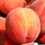 Персик, саженцы, лесосад Персик, саженцы, лесосад