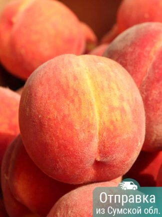 Персик, саженцы, лесосад