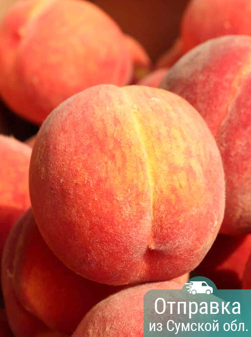 Персик, саженцы, лесосад Персик, саженцы, лесосад