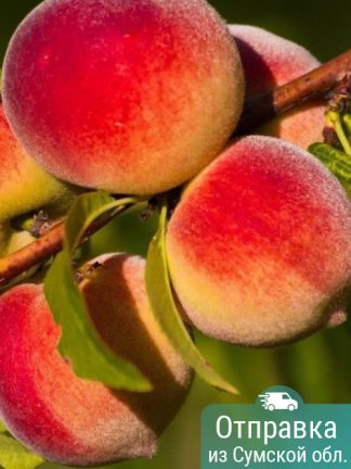 Персик, саженцы, лесосад