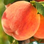 Персик Хасанский, саженцы, лесосад Персик Хасанский, саженцы, лесосад