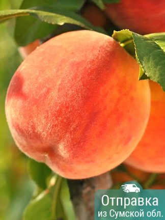 Персик Хасанский, саженцы, лесосад