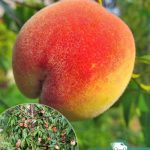 Персик Хасанский, ранний