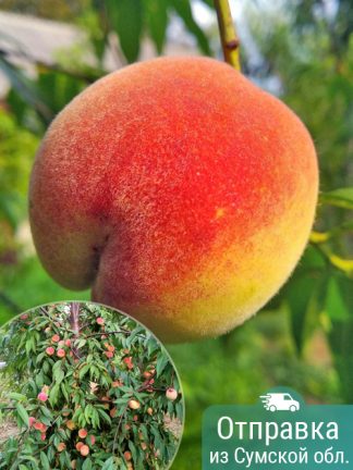 Персик Хасанский, ранний