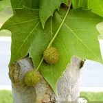 Платан западный, семена, лесосад