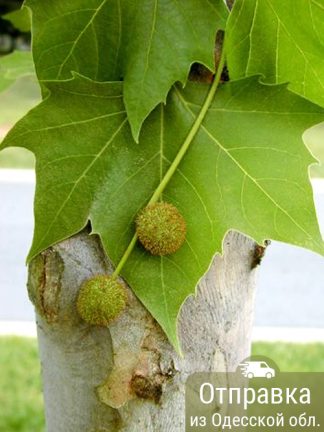 Платан западный, семена, лесосад