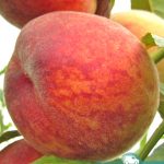 Персик Посол Мира, саженцы, лесосад Персик Посол Мира, саженцы, лесосад