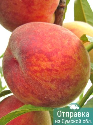 Персик Посол Мира, саженцы, лесосад