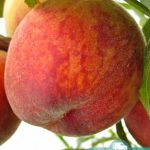 Персик Посол Мира, саженцы, лесосад