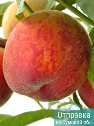 Персик Посол Мира, саженцы, лесосад