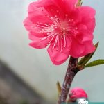 Персик Ред Пичи, саженцы, лесосад