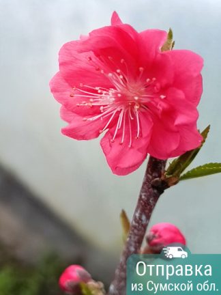 Персик Ред Пичи, саженцы, лесосад