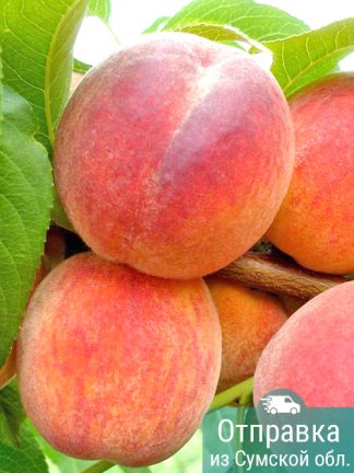 Персик Ред Хевен, саженцы, лесосад